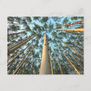 Aspen Trunks And Leaves, Yukon Postcard