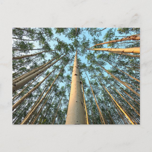 Aspen Trunks And Leaves, Yukon Postcard (Front)