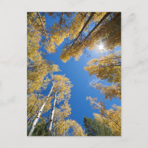 Aspen's all around postcard