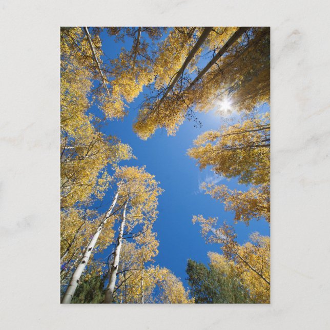 Aspen's all around postcard (Front)