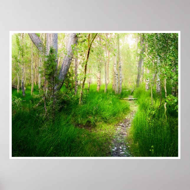 Aspens and Lush Grasses at Convict Lake Poster (Front)