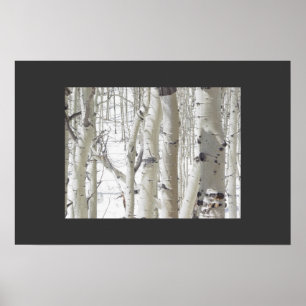Aspens Close-Up Poster