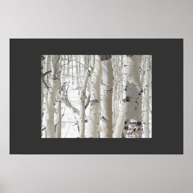 Aspens Close-Up Poster (Front)