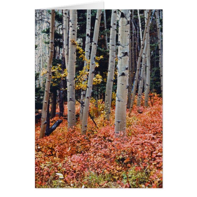 Aspens d'automne (Devant)