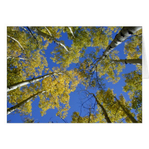 Aspens from Below card
