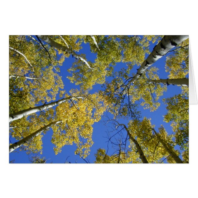 Aspens from Below card (Front Horizontal)