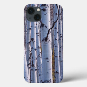 Aspens In Gunnison National Park iPhone 13 Case
