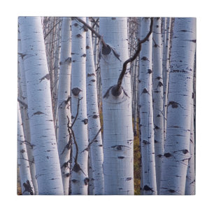 Aspens In Gunnison National Park Tile