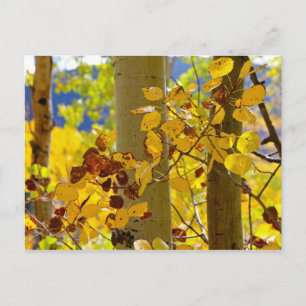 Aspens in New Mexico Postcard