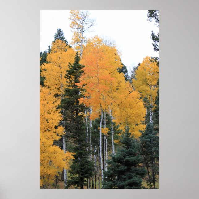 Aspens in Taos Pines Poster (Front)