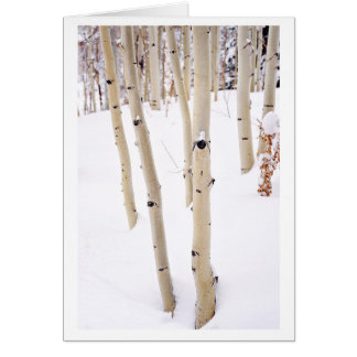 Aspens in the Snow, Telluride CO
