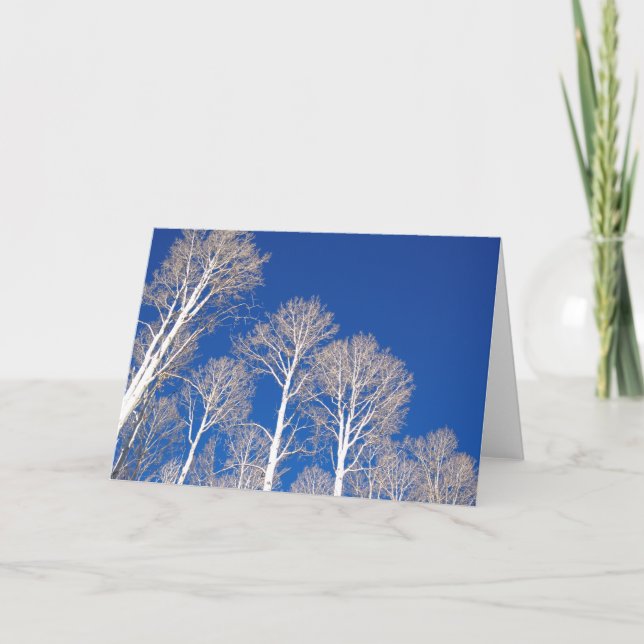 Aspens in Winter Card (Front)