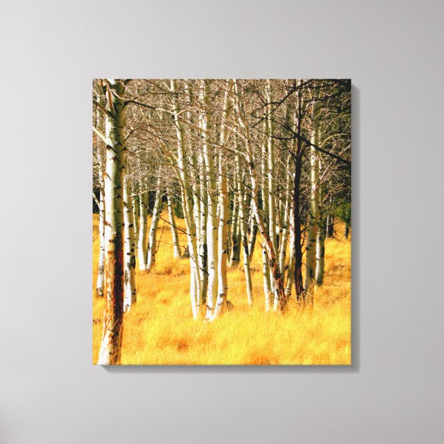 Aspens on the San Francisco Peaks Canvas Print (Front)