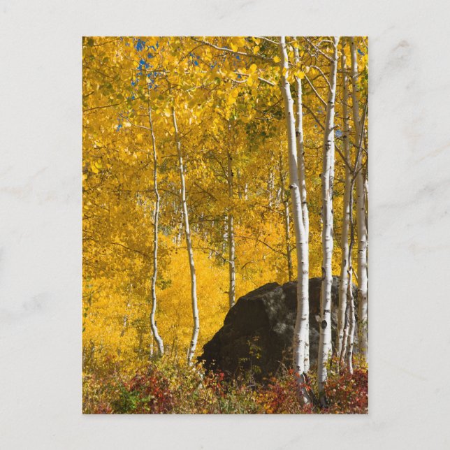 Aspens Postcard (Front)