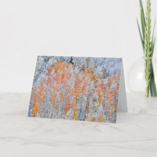 Aspens & Snow   Rocky Mountains, Colorado Card