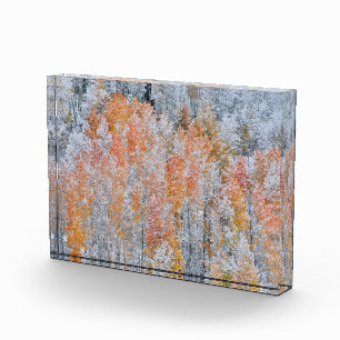 Aspens & Snow Rocky Mountains, Colorado Photo Block