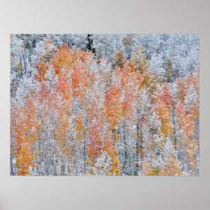 Aspens & Snow   Rocky Mountains, Colorado Poster
