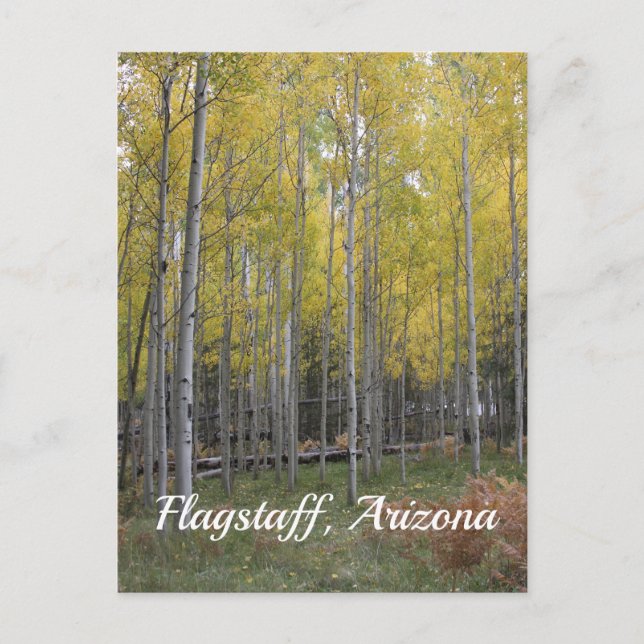 Aspen's yellow glow from flagstaff postcard (Front)