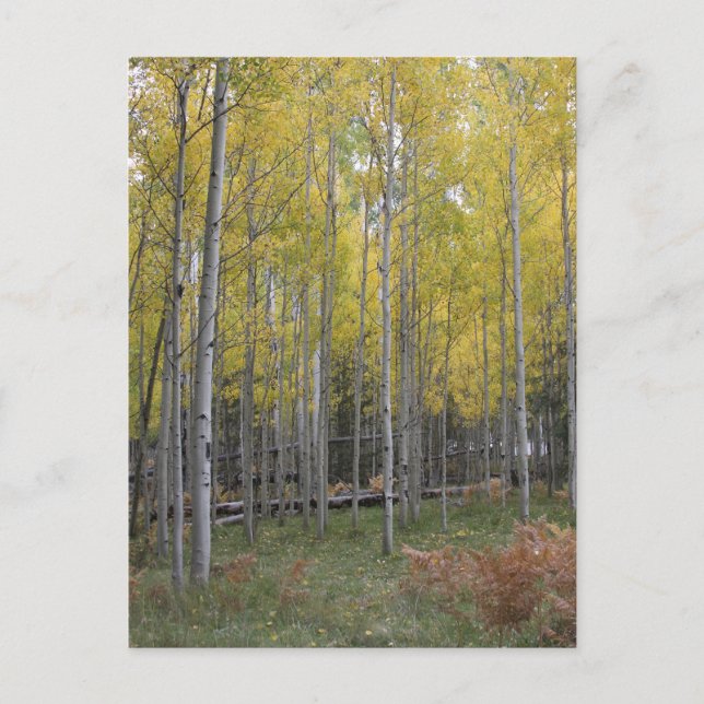 Aspen's yellow glow postcard (Front)