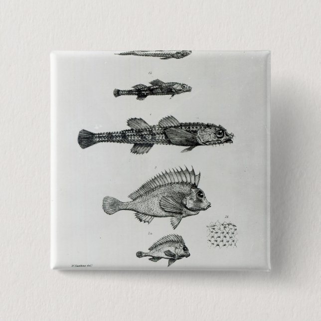 Aspidophorus Chiloensis and Agriopus Hispidus 2 Inch Square Button (Front)
