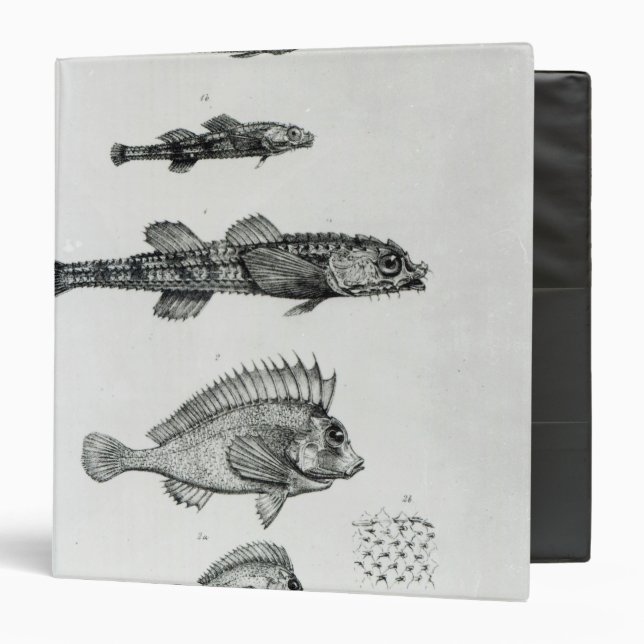 Aspidophorus Chiloensis and Agriopus Hispidus Binder (Front/Inside)