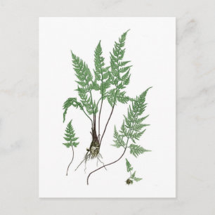 Asplenium adiantum nigrum postcard