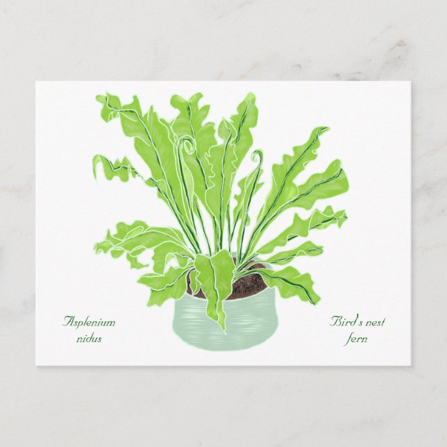 Asplenium Bird's nest fern - drawing on white. Postcard (Front)