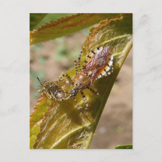 Assassin bug  ~ postcard