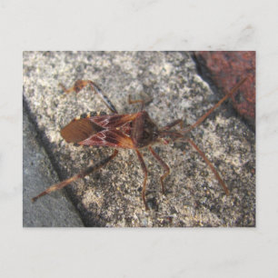 Assassin Bug ~ postcard