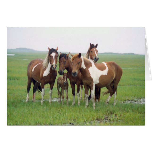 Assateague Island Horses Blank Card (Front Horizontal)