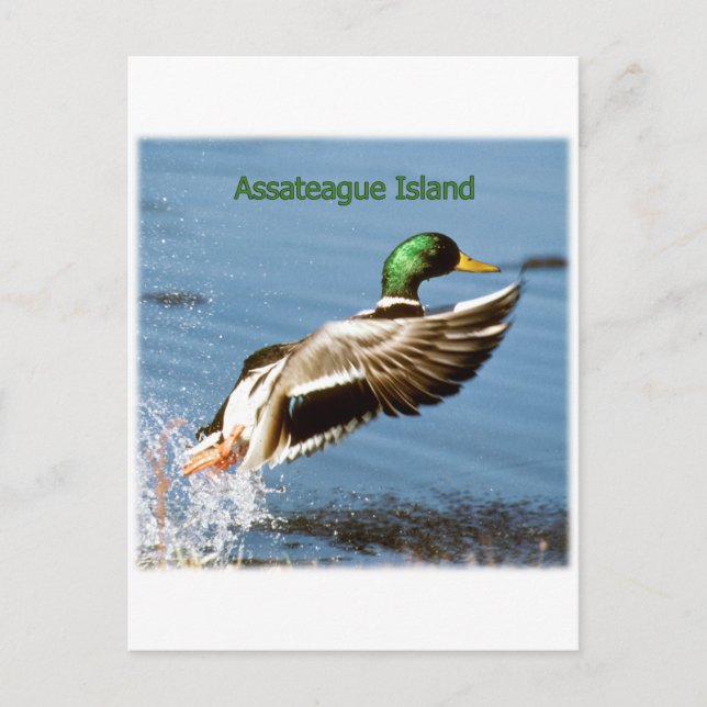 Assateague Island Mallard Duck Logo Postcard (Front)