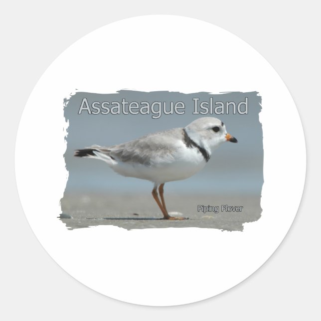 Assateague Island Piping Plover Classic Round Sticker (Front)
