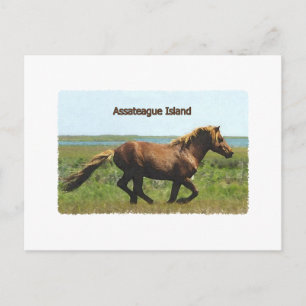 Assateague Island (running stallion logo) Postcard