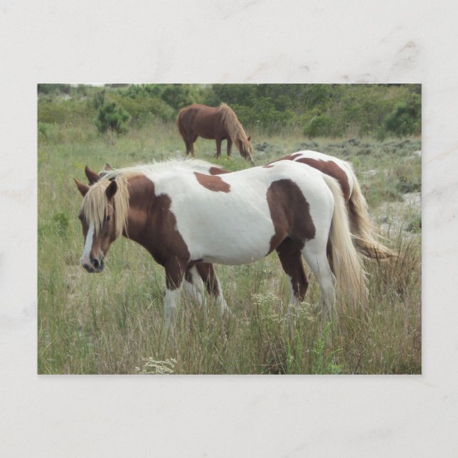 Assateague Ponies Postcard (Front)