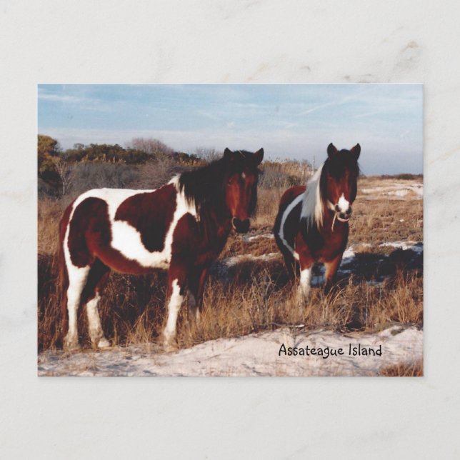 Assateague Wild Hord 2 - Carte postale (Devant)