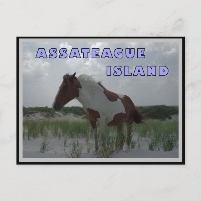 Assateague Wild Hord 2 Carte postale (Devant)