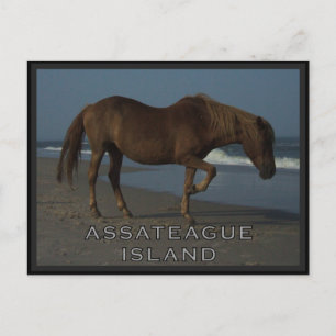 Assateague Wild Horses 1 Postcard