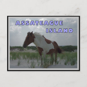 Assateague Wild Horses 2 Postcard