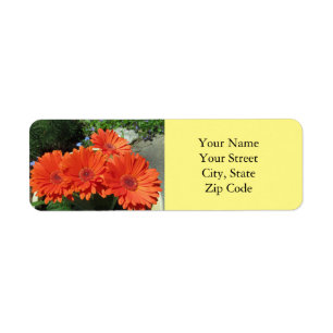 Assez Lumineux Orange Gerbera Daisy Photo Jaune