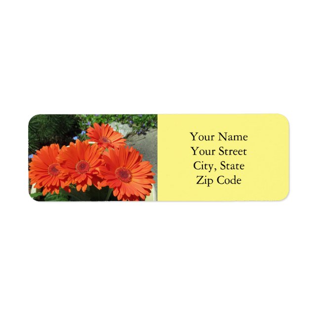 Assez Lumineux Orange Gerbera Daisy Photo Jaune (Devant)