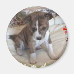 Assez mignon aimant de chiot de Basenji