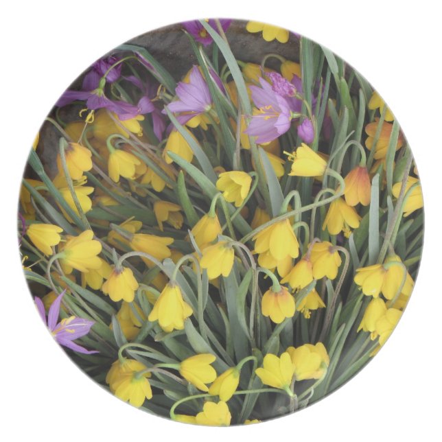 ASSIETTE PLAT (Devant)