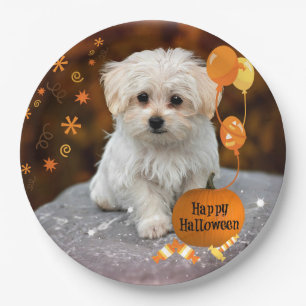 Assiettes En Carton Adorable chiot maltais fête Halloween