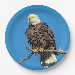 Assiettes En Carton Aigle à tête blanche sur une branche d'arbre