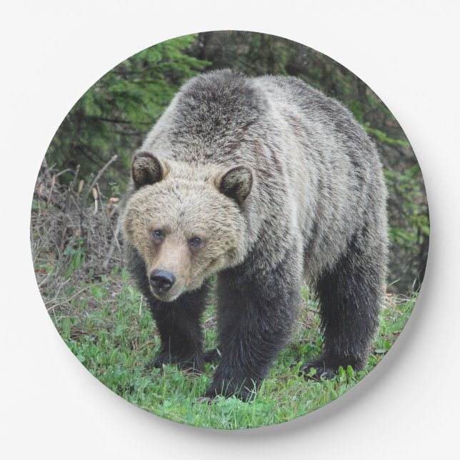 Assiettes En Carton Alaska Grizzly Bear Photo de la faune (Devant)