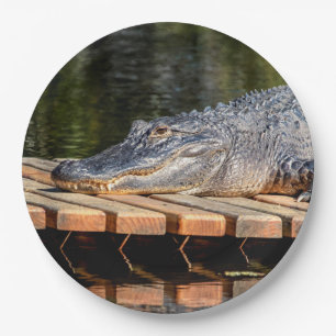 Assiettes En Carton Alligator at Homosassa Springs Wildlife State Park