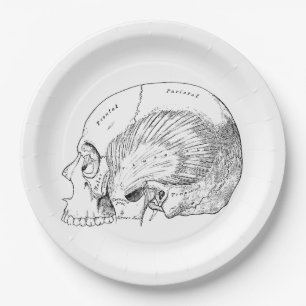 Assiettes En Carton Anatomie vintage dessinant le muscle temporel