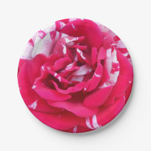 Assiettes En Carton Anicia