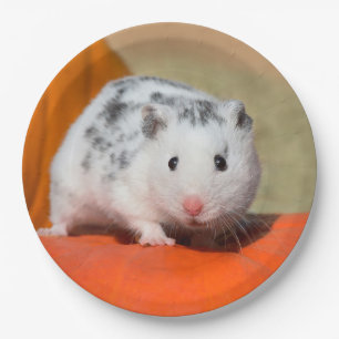 Assiettes En Carton Animal familier drôle repéré par noir blanc syr