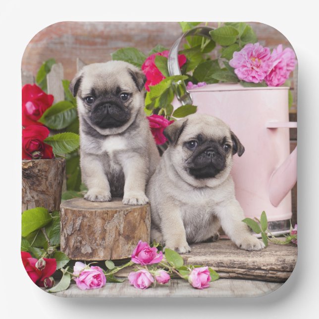Assiettes En Carton Anniversaire Sweet Baby Carlins Fête Florale (Recto)